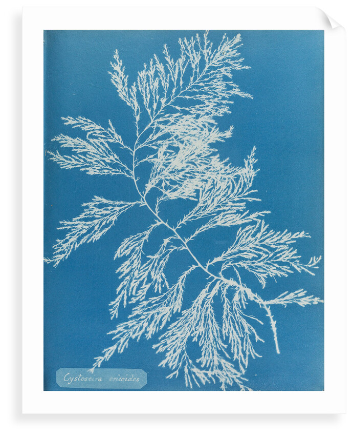 Rainbow bladderweed by Anna Atkins
