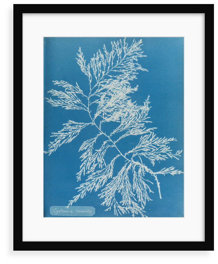 Rainbow bladderweed by Anna Atkins