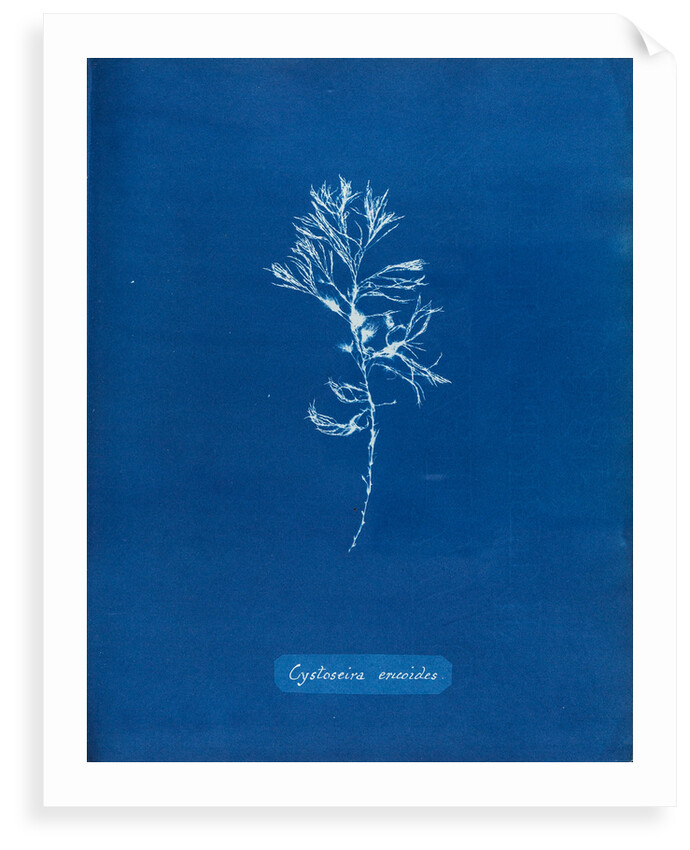Rainbow bladderweed by Anna Atkins