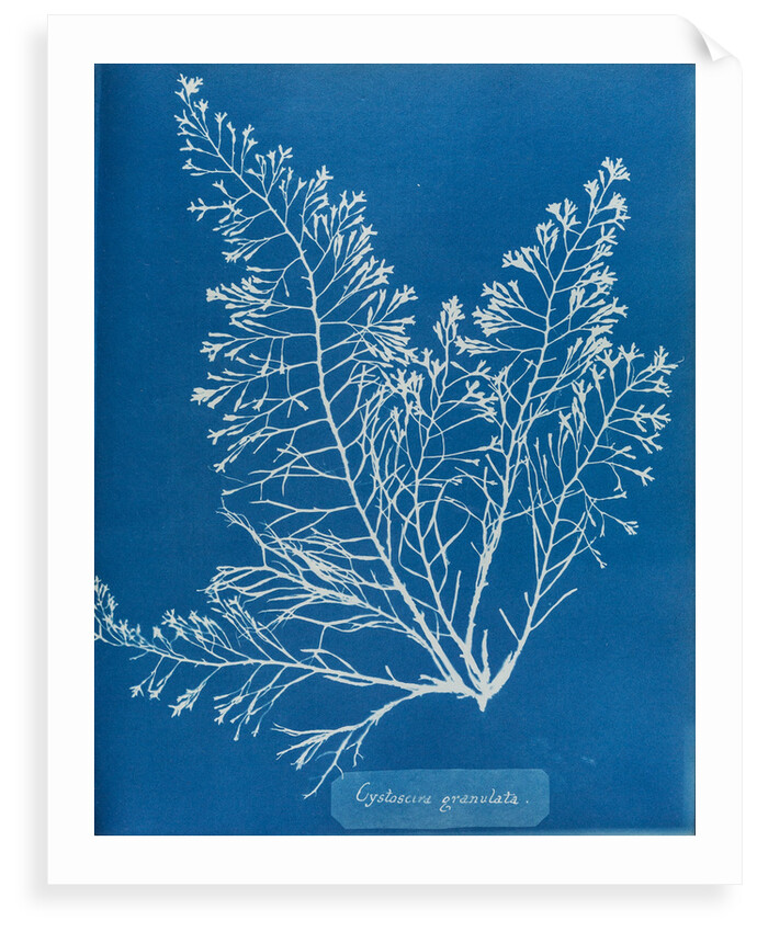 Cystoseira granulata by Anna Atkins