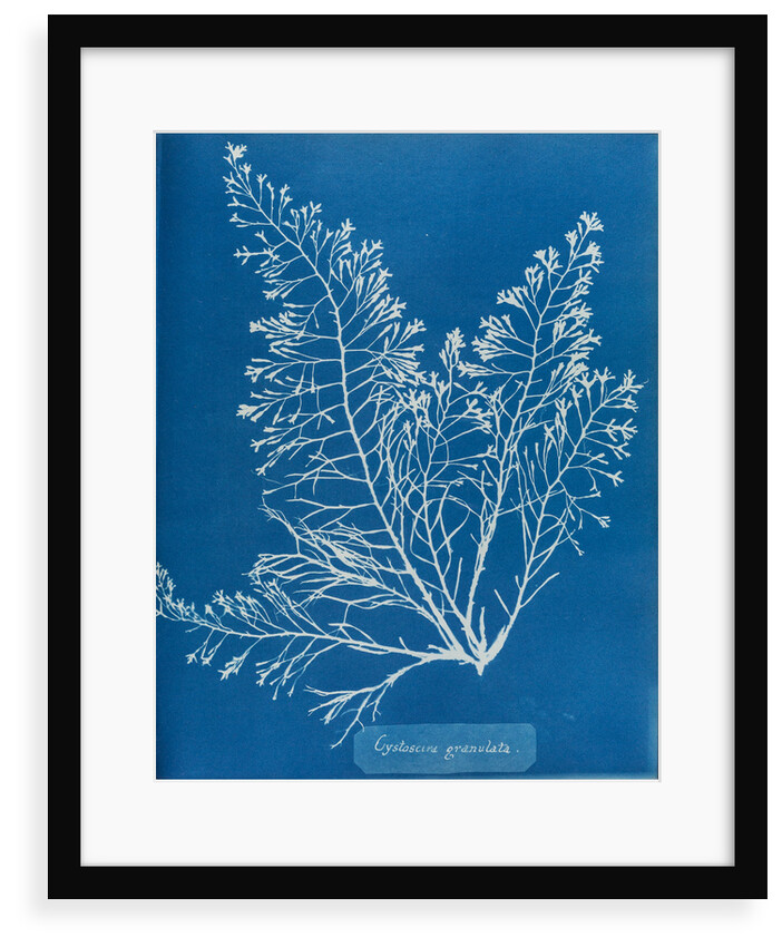 Cystoseira granulata by Anna Atkins