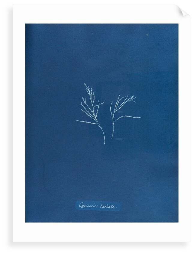 Cystoseira barbata by Anna Atkins
