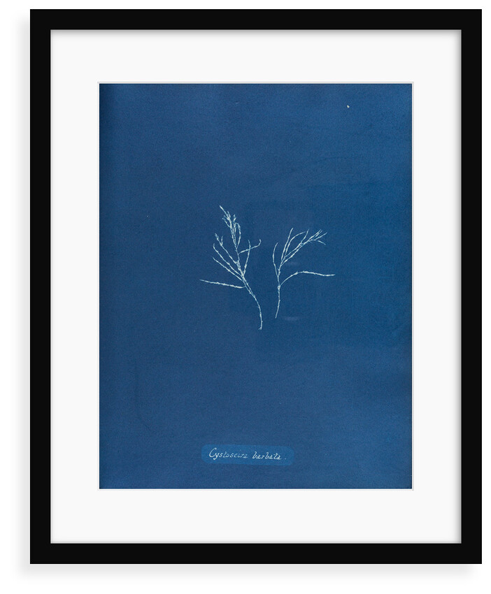 Cystoseira barbata by Anna Atkins