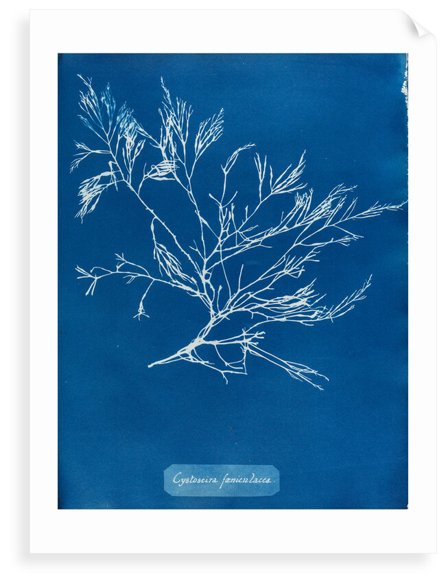 Cystoseira faeniculacea by Anna Atkins