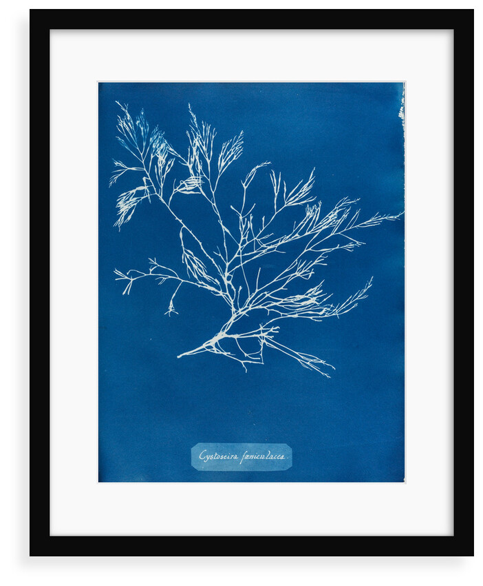 Cystoseira faeniculacea by Anna Atkins