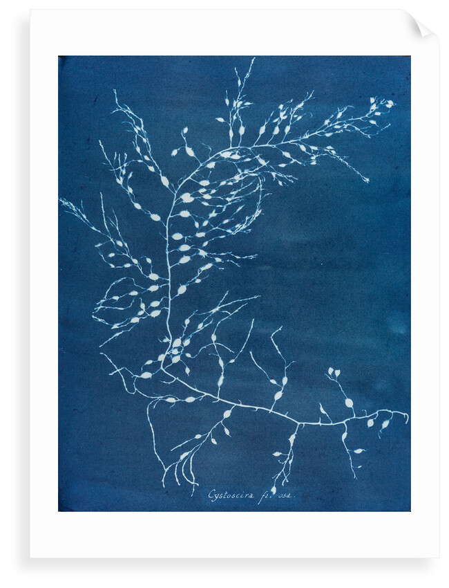 Cystoseira fzurosa by Anna Atkins