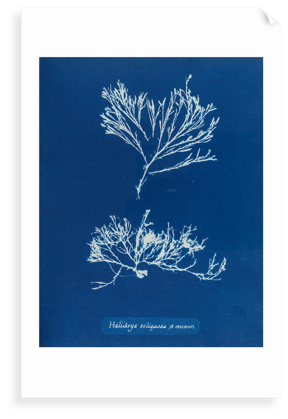 Sea oak by Anna Atkins
