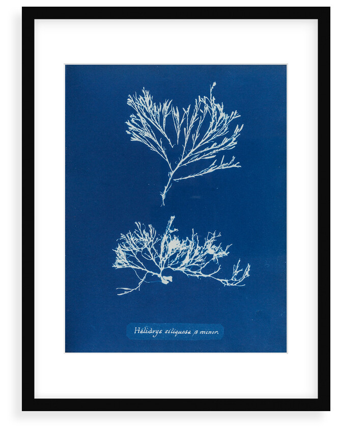 Sea oak by Anna Atkins
