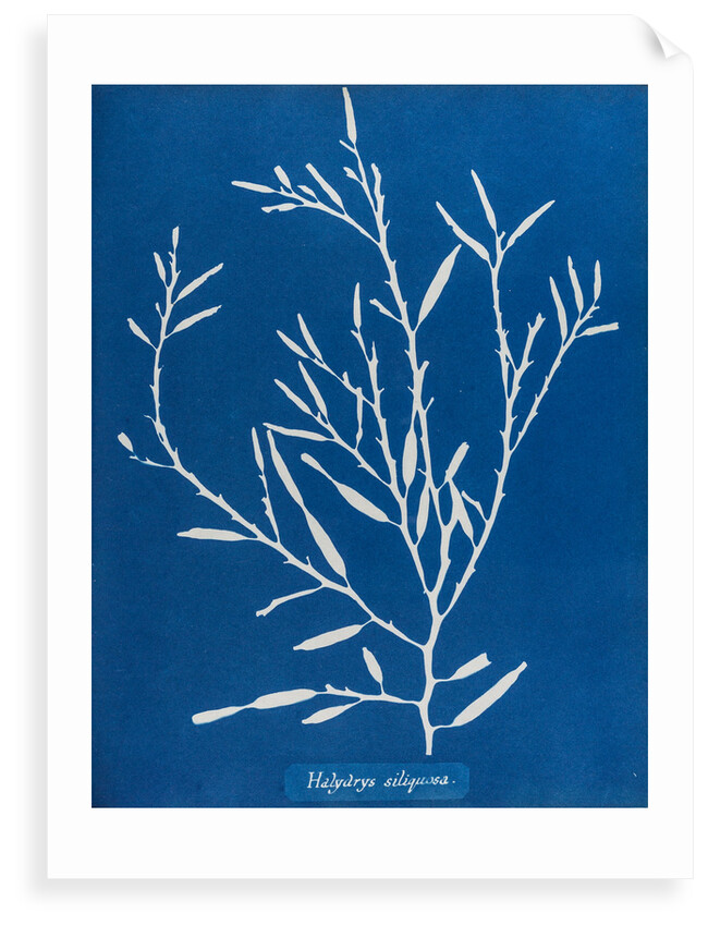 Sea oak by Anna Atkins