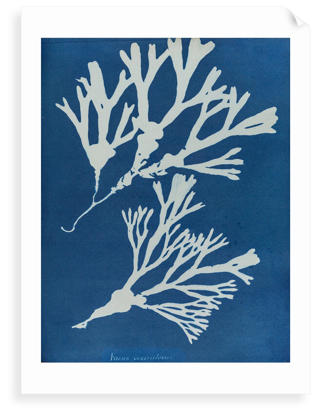 Fucus vesiculosus by Anna Atkins