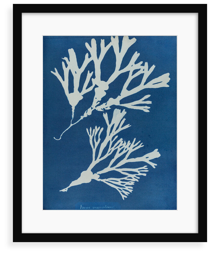 Fucus vesiculosus by Anna Atkins