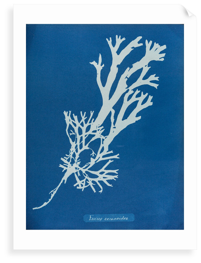 Horned wrack by Anna Atkins