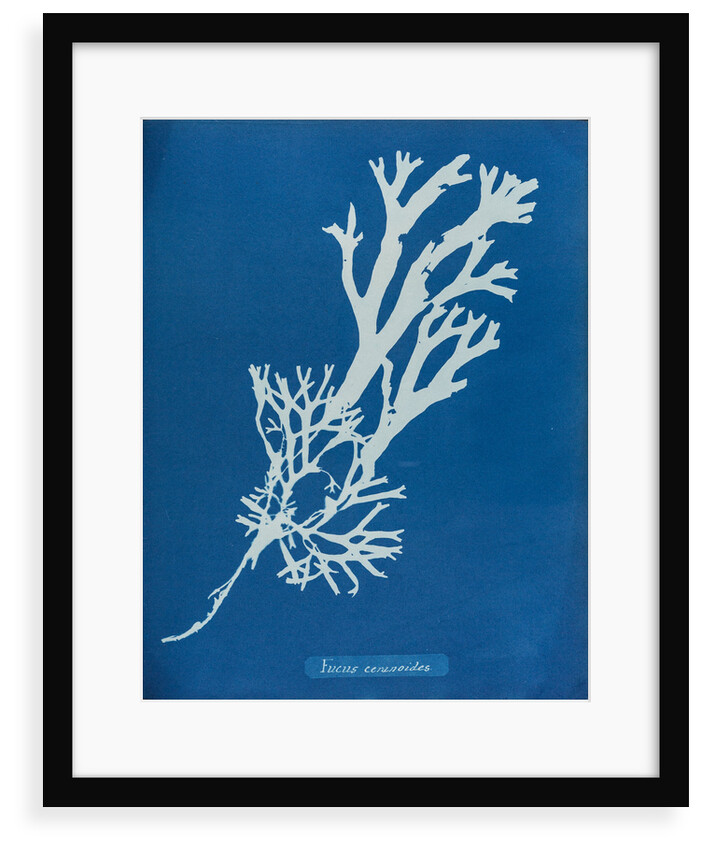 Horned wrack by Anna Atkins