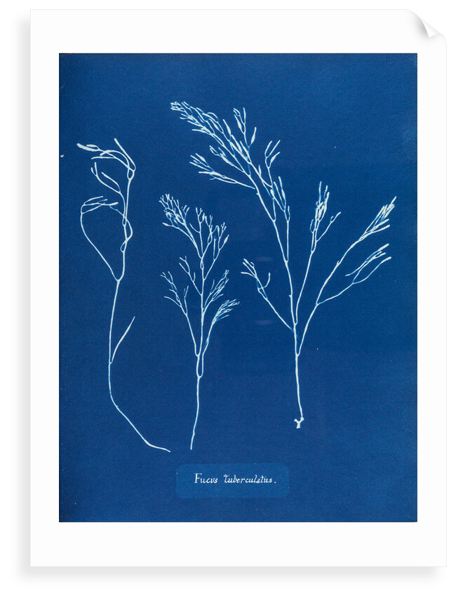 Fucus tuberculatus by Anna Atkins
