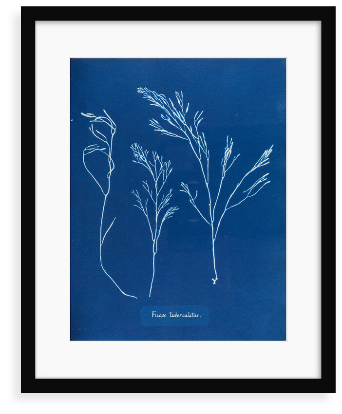 Fucus tuberculatus by Anna Atkins