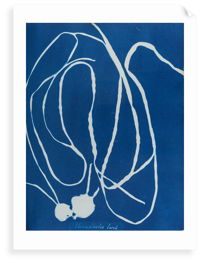 Himanthalia lorea by Anna Atkins