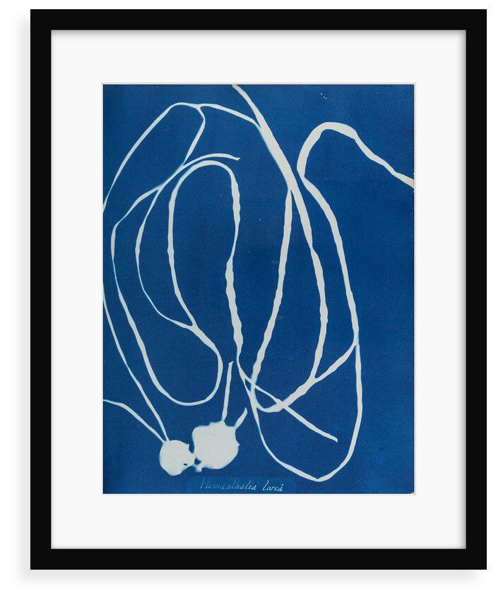Himanthalia lorea by Anna Atkins