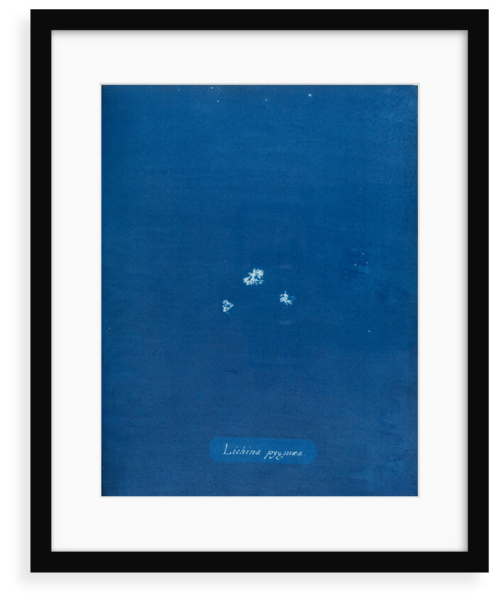 Lichina pygmaea by Anna Atkins