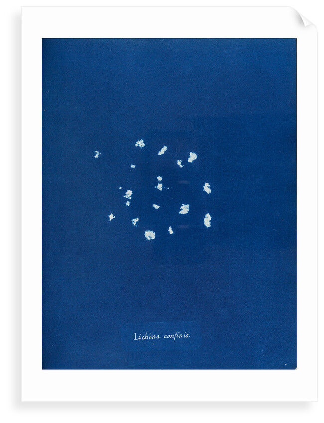 Black lichen by Anna Atkins