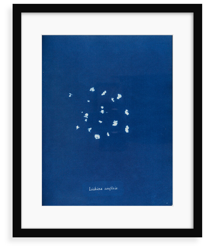 Black lichen by Anna Atkins