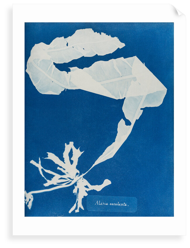 Dabberlocks by Anna Atkins