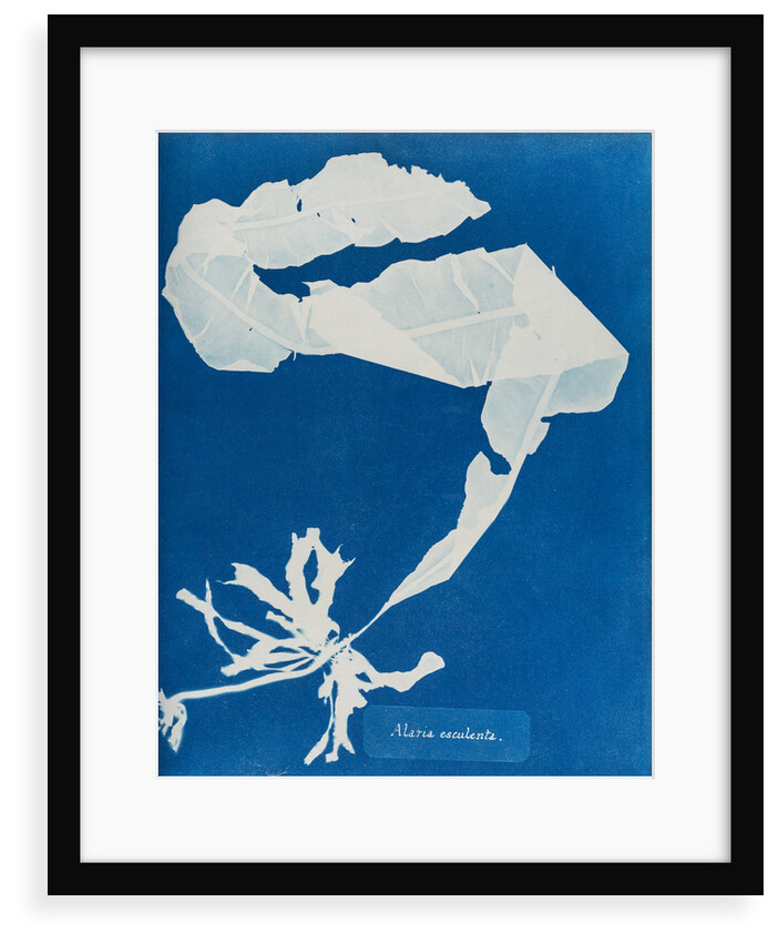 Dabberlocks by Anna Atkins