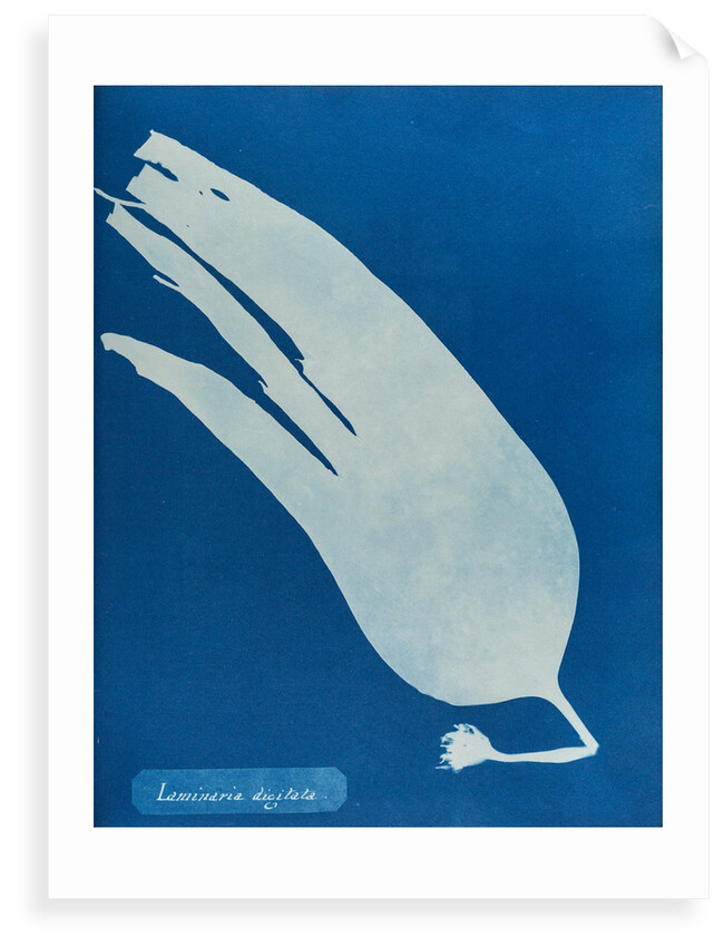 Oarweed by Anna Atkins