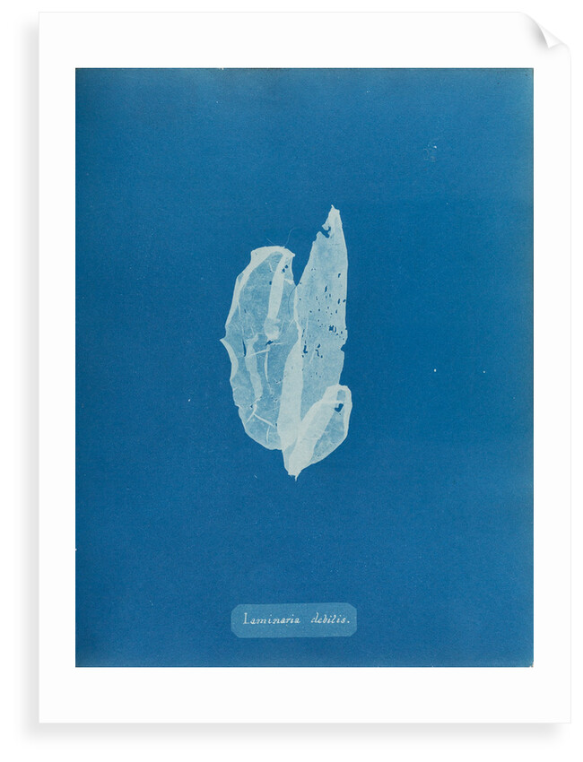 Laminaria debilis by Anna Atkins