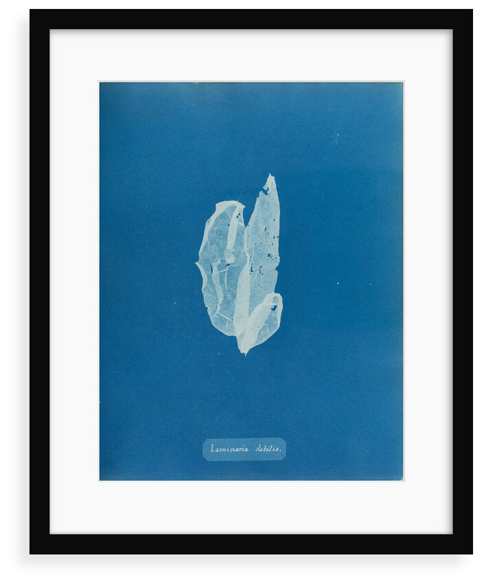 Laminaria debilis by Anna Atkins