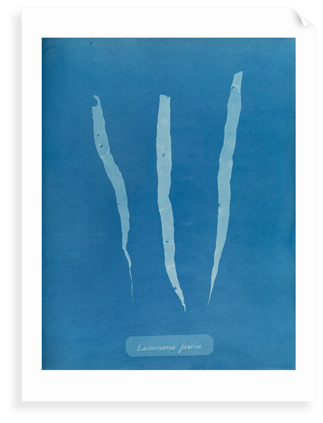 Laminaria fascia by Anna Atkins