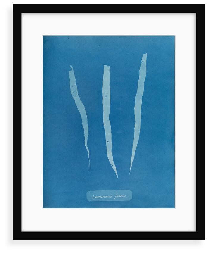 Laminaria fascia by Anna Atkins