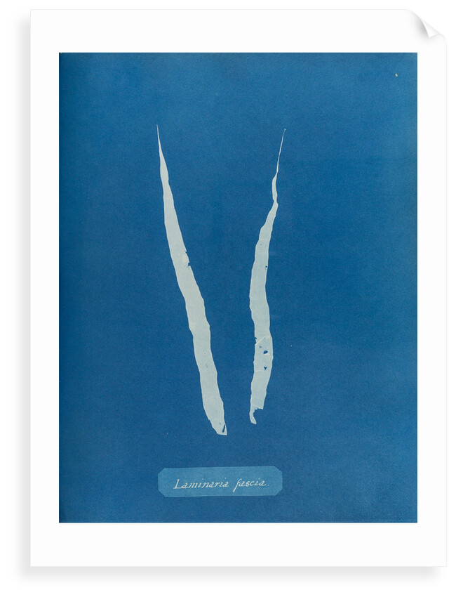 Laminaria fascia by Anna Atkins
