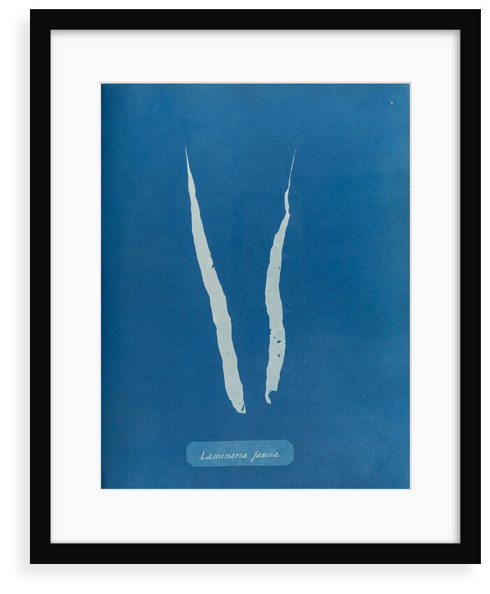 Laminaria fascia by Anna Atkins