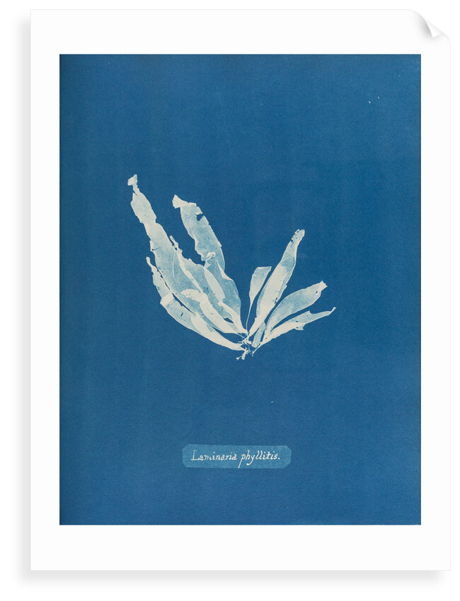 Laminaria phyllitis by Anna Atkins