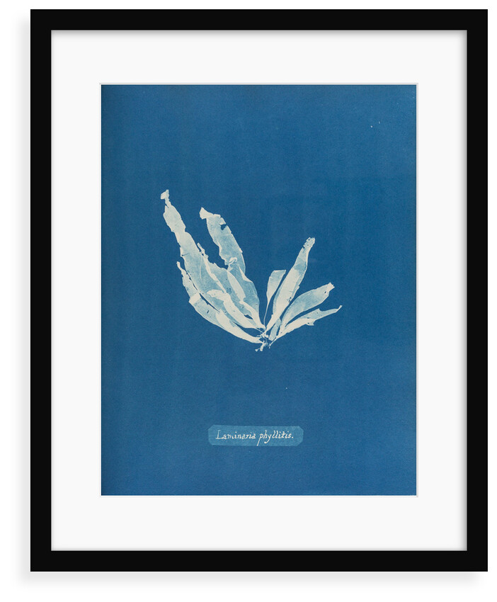 Laminaria phyllitis by Anna Atkins