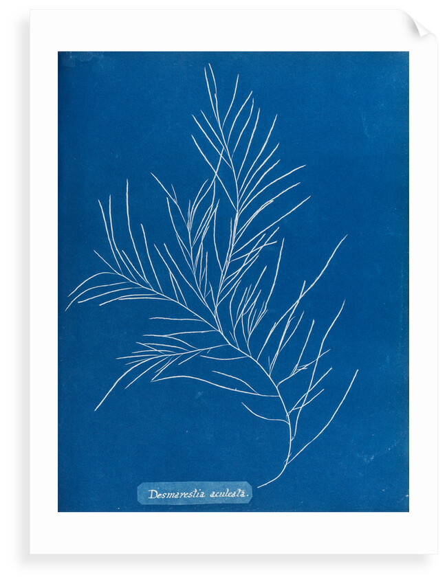 Sea sorrel by Anna Atkins