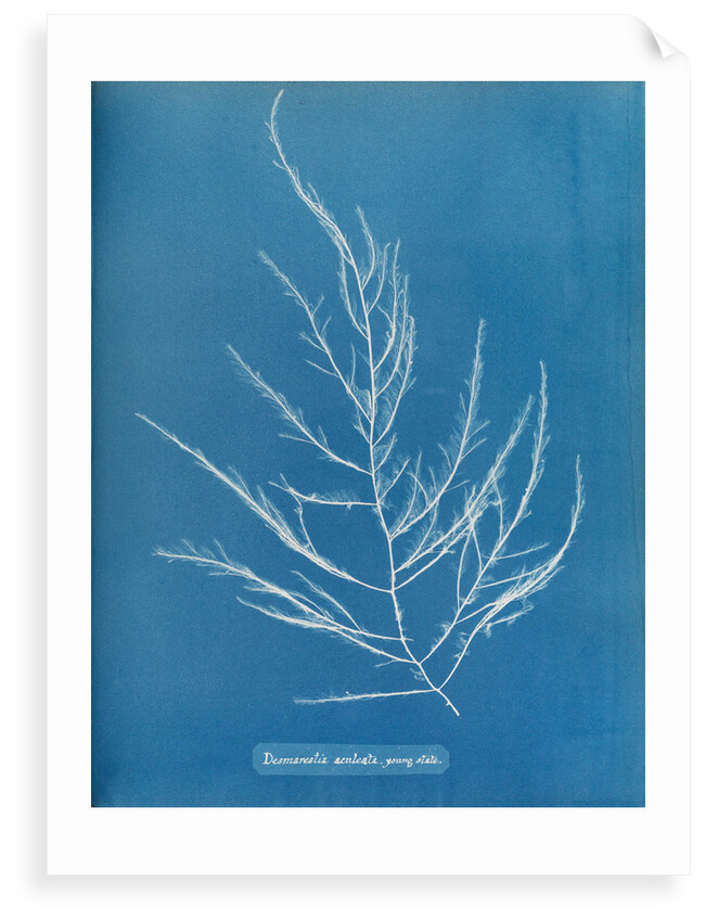 Sea sorrel by Anna Atkins