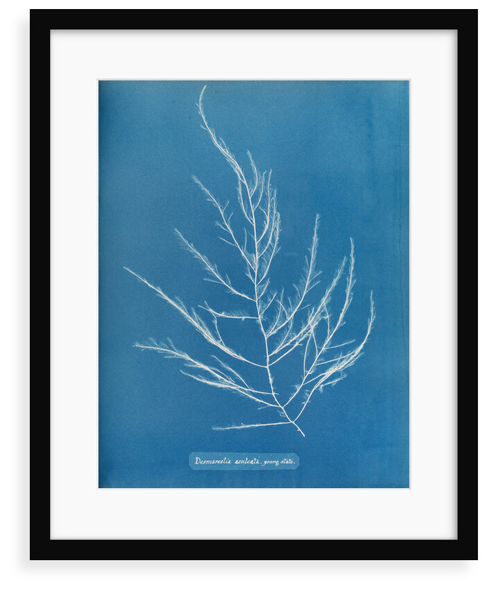 Sea sorrel by Anna Atkins