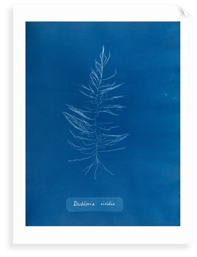 Sea sorrel by Anna Atkins