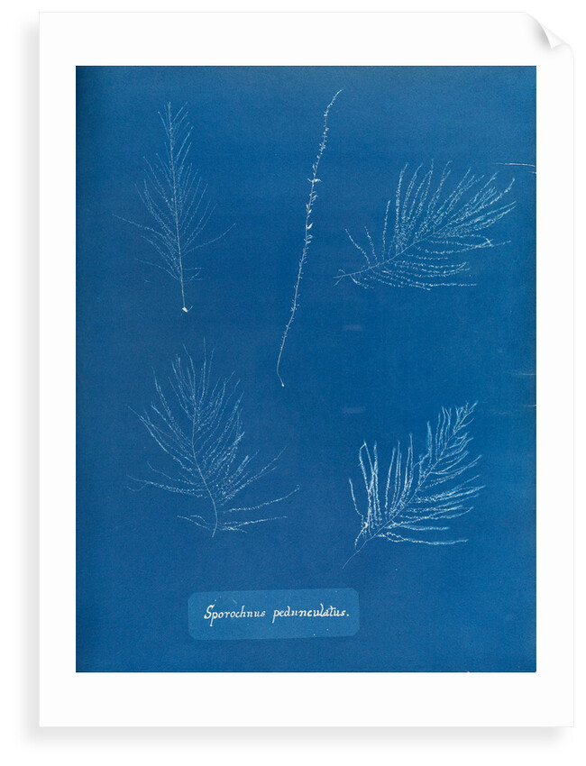 Sporochnus peduncultus by Anna Atkins