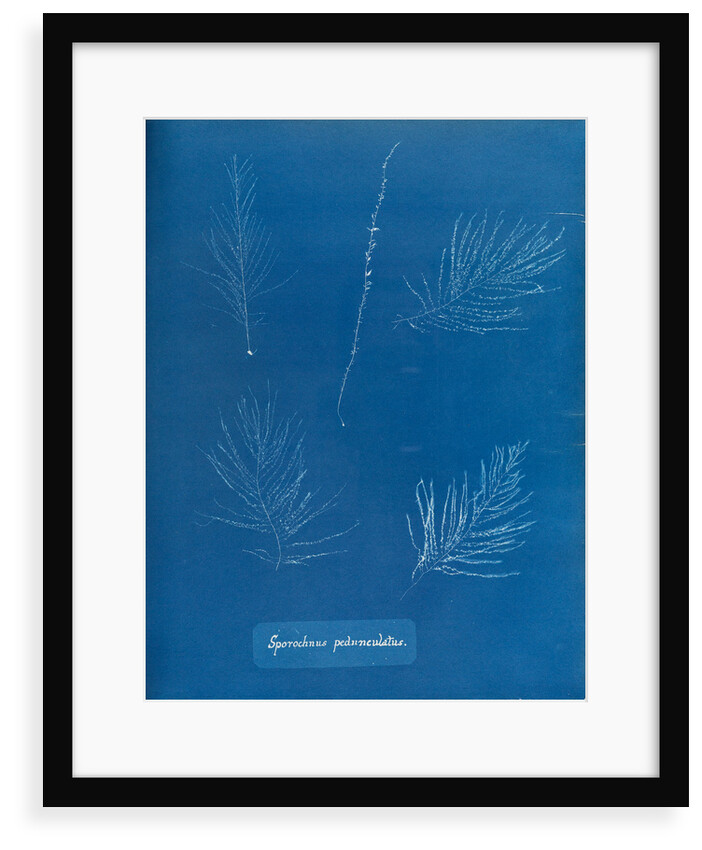 Sporochnus peduncultus by Anna Atkins