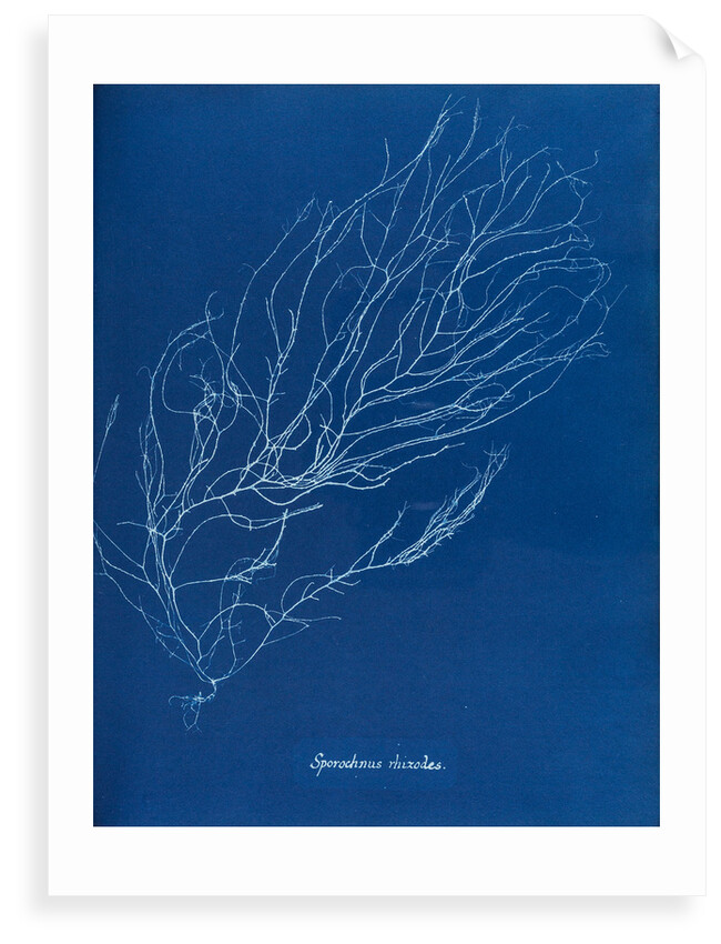 Sporochnus rhizodes by Anna Atkins