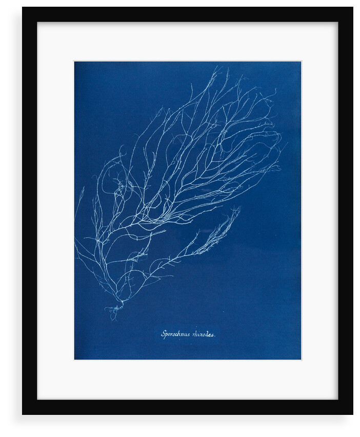 Sporochnus rhizodes by Anna Atkins