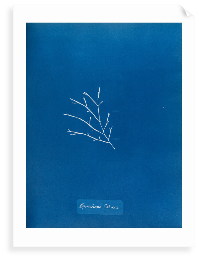 Sporochnus cabrera by Anna Atkins