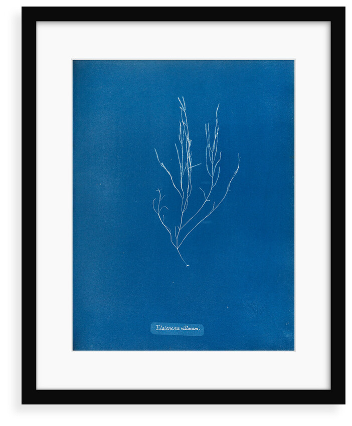 Elaionema villosum by Anna Atkins