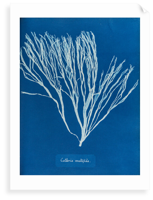 Cutleria multifida by Anna Atkins