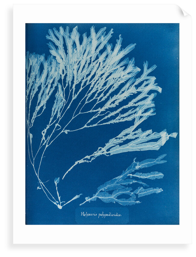 Halyseris polypodioides by Anna Atkins