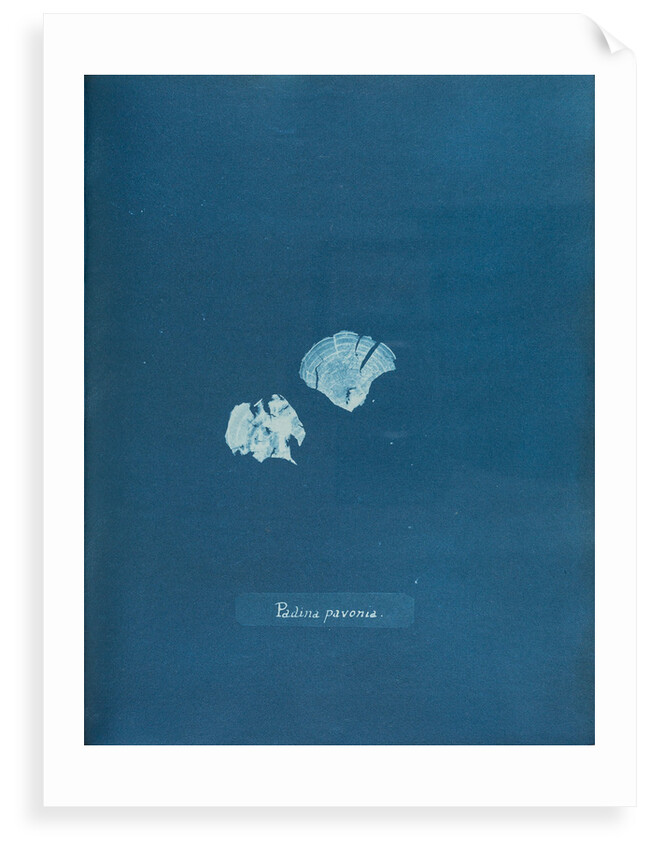 Peacocks tail by Anna Atkins