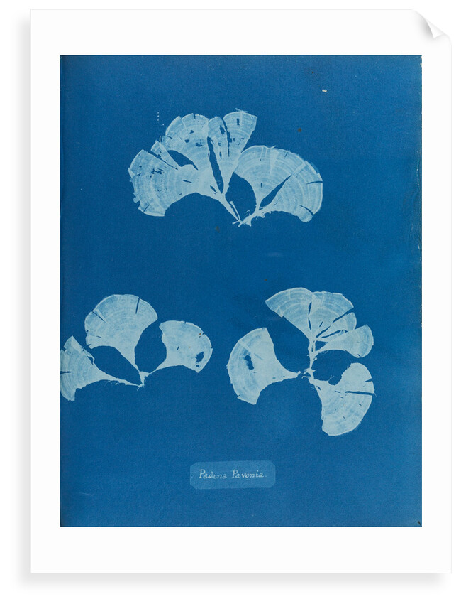 Peacocks tail by Anna Atkins
