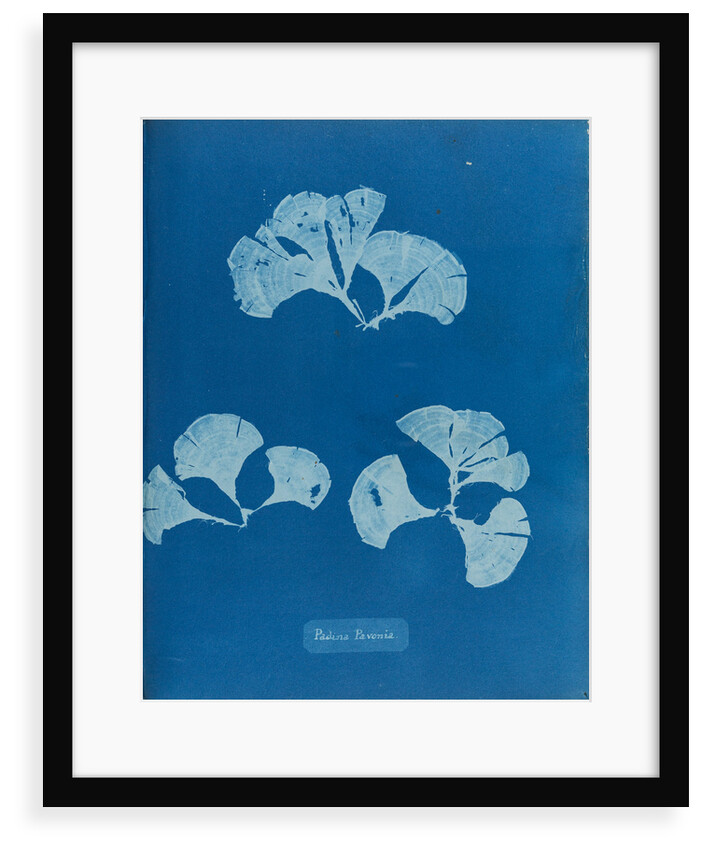 Peacocks tail by Anna Atkins